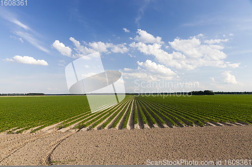 Image of agricultural field with plants