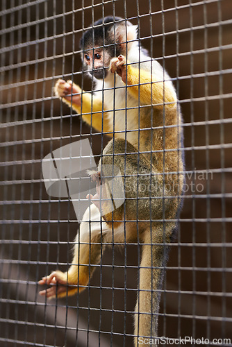 Image of Monkey, animal and cage environment in nature park or sanctuary at rehabilitation center or protection, health or wildlife. Jungle, fence and safety habitat in Peru or captivity, zoo or outdoor