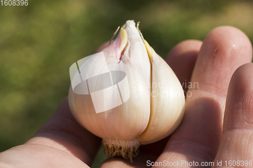 Image of ripe real garlic, for cooking