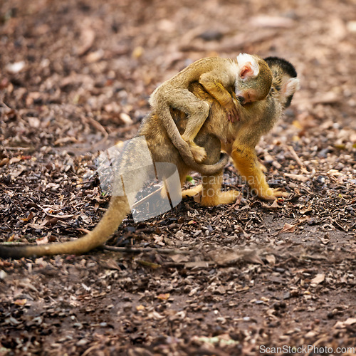 Image of Monkey, mother and carrying baby on back or safety protection from wildlife in forest for support, love or environment. Animal, infant and ground in Peru or sleeping rest in woods, security or nature