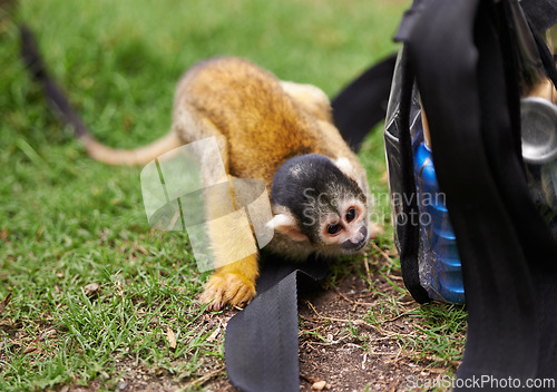 Image of Monkey, outdoor and grass in nature at zoo sanctuary for rehabilitation care with bag for curiosity, habitat or wildlife. Animal, black capped squirrel primate and Indonesia, travel or environment