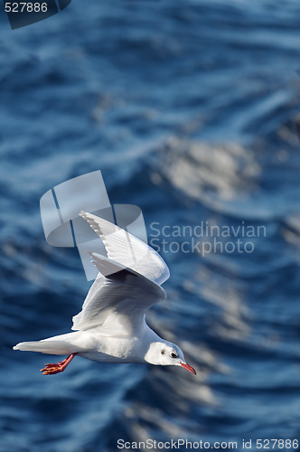 Image of Seagull