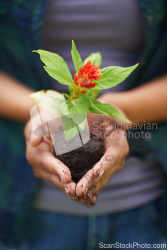 Image of Plant, soil and hand with leaf for flower, bloom and grow in nature or natural environment for eco. Seed, growth and cupping dirt for sustainable or gardening for garden design or earth in spring