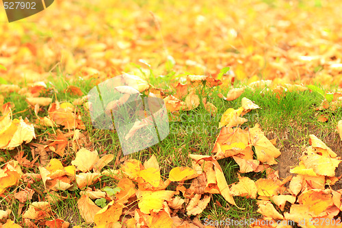 Image of Autumn leaves