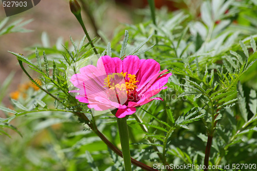 Image of Pink mayor flower