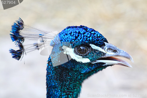 Image of Peacock