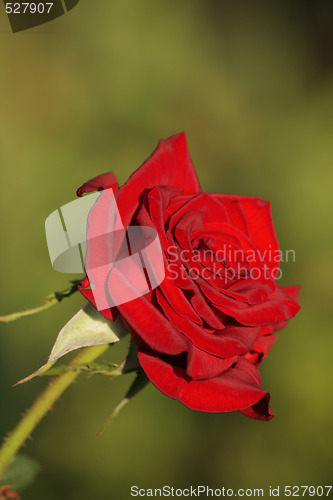 Image of Red rose
