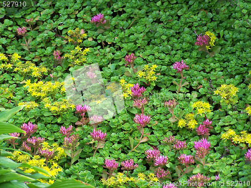 Image of Sedum carpet