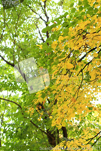Image of Early fall