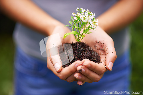 Image of Soil, sustainable and hands of woman with plant for eco friendly, agriculture or agro gardening. Dirt, environment and closeup of female person with blooming flower in nature for outdoor horticulture