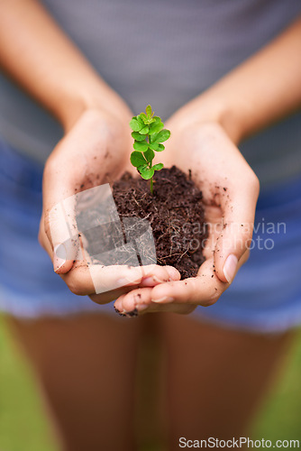 Image of Fertilizer, sustainable and hands of woman with plant for eco friendly, agriculture or agro gardening. Soil, environment and closeup of person with bloom flower in nature for outdoor horticulture.