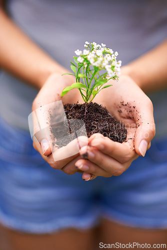 Image of Soil, agriculture and hands of woman with plant for eco friendly, sustainable or agro gardening. Dirt, environment and closeup of female person with blooming flower in nature for outdoor horticulture