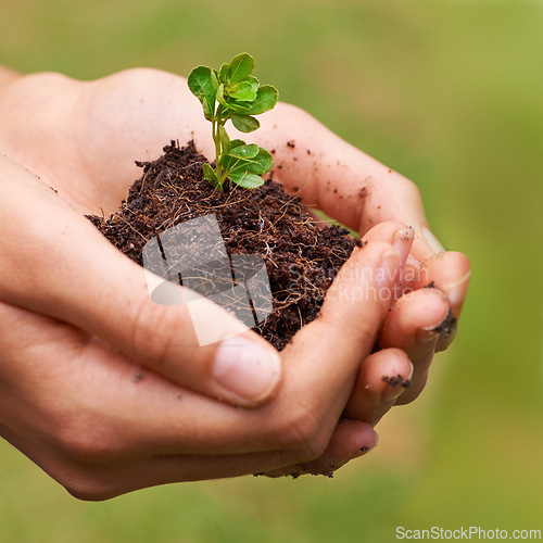 Image of Soil, leaf and hands of woman with plant for eco friendly, agriculture or agro gardening. Dirt, environment and closeup of female person with blooming flower in nature for outdoor horticulture.