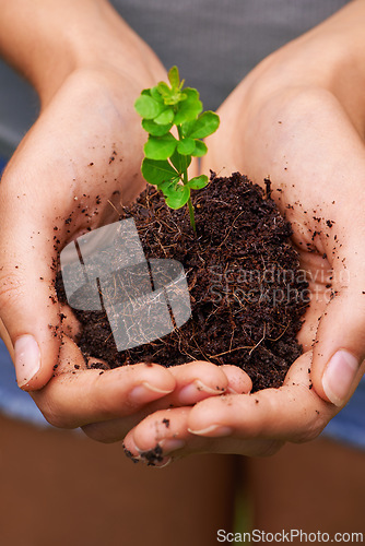Image of Fertilizer, eco friendly and hands of woman with plant for sustainable, agriculture or agro gardening. Dirt, environment and closeup of person with blooming flower in nature for outdoor horticulture.