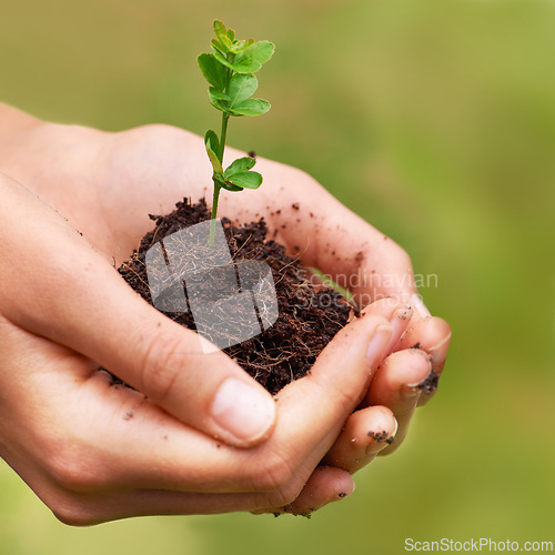 Image of Soil, environment and hands of woman with plant for eco friendly, agriculture or agro gardening. Dirt, sustainable and closeup of female person with blooming flower in nature for outdoor horticulture