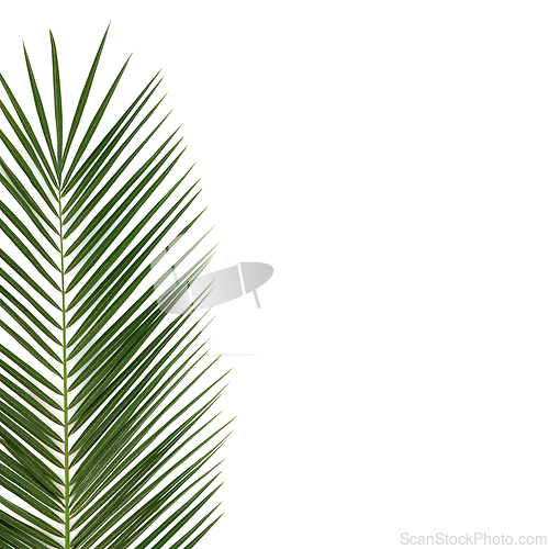 Image of Date Palm Leaf Minimal Abstract Design