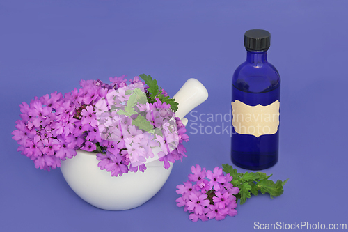 Image of Verbena Herb Flowers with Aromatherapy Essential Oil