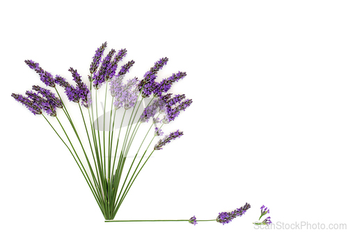 Image of Lavender Flower Herb Natural Alternative Medicine