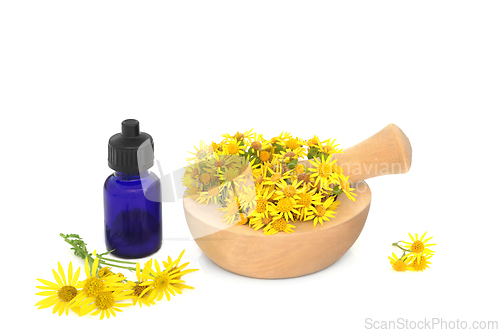 Image of Ragwort Flower Essence for Natural Herbal Medicine