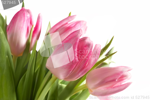 Image of pink tulips