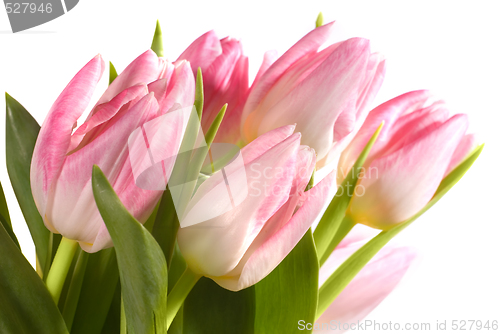 Image of pink tulips