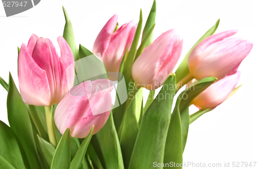 Image of pink tulips