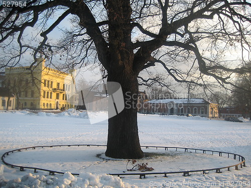 Image of Tree in winter