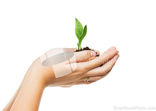 Image of Hands, seedling and sustainability with growth for eco friendly, future and development on white background. Studio, plant and soil with leaf for agriculture, gardening and ecosystem on earth day