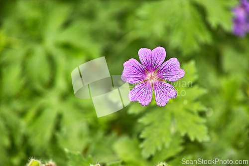 Image of Flower, cranesbill and petals in bloom for spring, outdoor and growth in garden, backyard and landscape. Plant, hardy geranium and blossom with leaves in countryside, pasture or meadow in environment