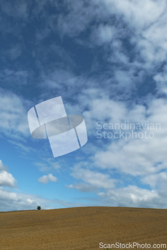 Image of Open, field and landscape with clouds in sky for wellness, nature and countryside for harvest. Grass, straw and golden grain for farming, environment and crop for rural life or agriculture view