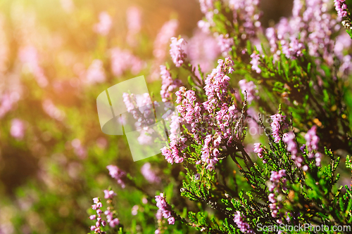 Image of Heather Flowers, Calluna vulgaris in Golden Sunlight