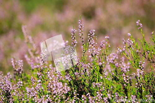 Image of Heather Flowers, Calluna vulgaris Growing in Forest