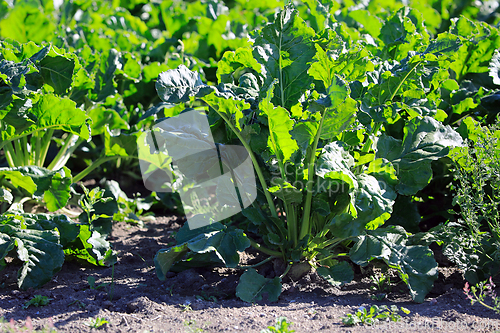 Image of Sugar Beet or Beta vulgaris Growing in Field