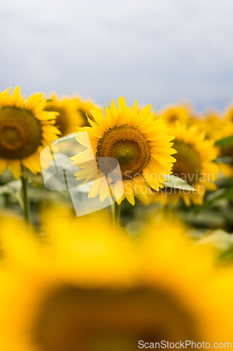 Image of Wonderful panoramic view of field of sunflowers by summertime