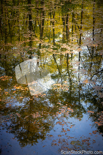 Image of Quiet lake in the forest