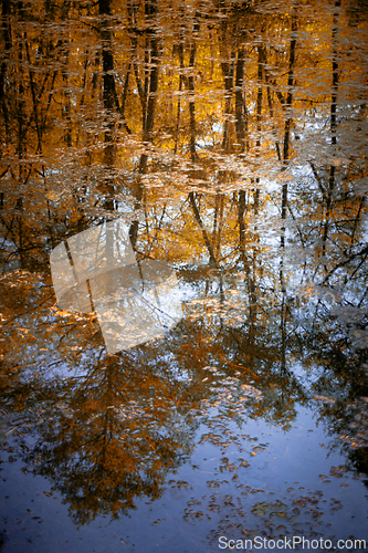 Image of Quiet lake in the forest