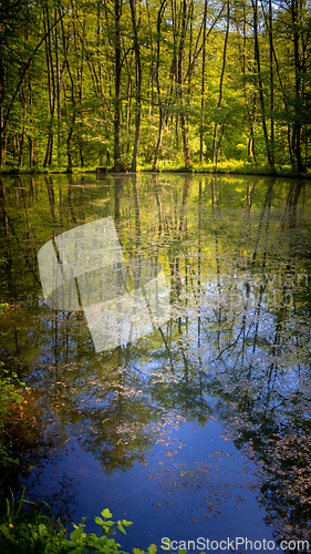 Image of Quiet lake in the forest