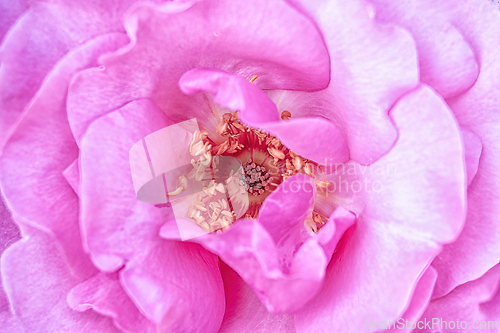 Image of Rose macro in white and pink