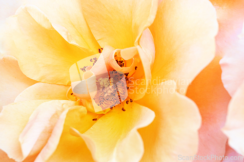 Image of Rose macro in white and pink