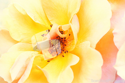 Image of Rose macro in white and pink