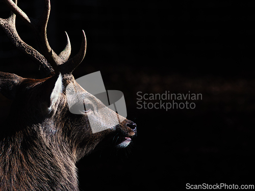 Image of Deer (Capreolus capreolus) in autumn