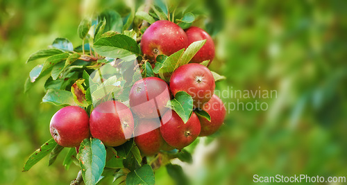 Image of Apple, tree and leaves on orchard outdoor, nature and agriculture for sustainability, food and nutrition for health. Growth, environment and fruit farm, harvest and crops for wellness in countryside