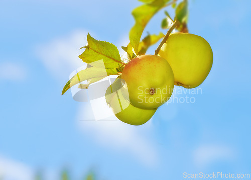 Image of Apple, leaves on orchard and sky outdoor, nature and agriculture for sustainability, food and nutrition for health. Growth, environment and fruit farm, harvest and crops for wellness in countryside