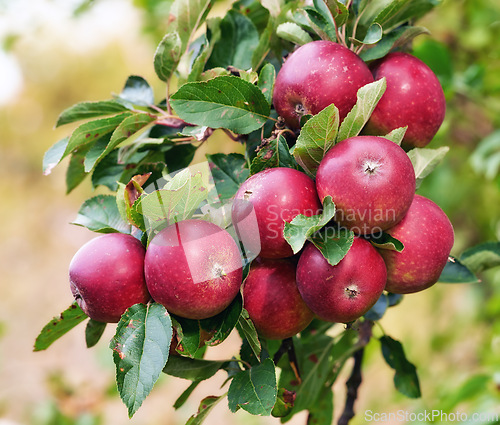 Image of Red apples, orchard and bunch with nature, environment and leaves with garden and ecology. Fruit, trees and sunshine with growth and countryside with farmland and food with plants and agriculture