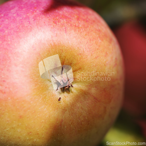 Image of Apple, fruit and healthy to eat for picking in farm, fall and summer in October for fresh harvest. Sunshine, closeup and nutrients with vitamins to enjoy for vegan or vegetarian and agriculture