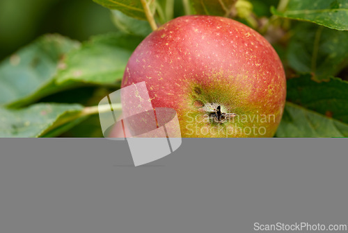 Image of Healthy, leaves and natural apple outdoor, tree and fruit for nutrition, eating and harvest. Summer, fall and green in rural environment for farming or garden, orchard and fiber for food in China