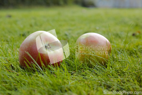 Image of Fall, grass and natural apple from countryside, outdoor and fruit for nutrition, eating and harvest. Fresh, sweet and organic in rural environment for farming or garden, orchard and fiber for food