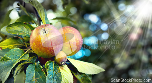 Image of Lens flare, leaves and apple outdoor in nature, organic and fruit for nutrition, eating and harvest. Summer, fall and green in rural environment for farming or garden, orchard and fiber for food