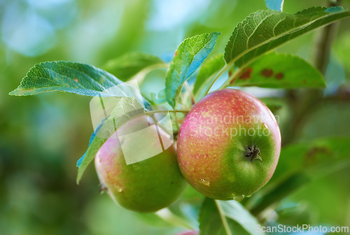 Image of Apple, tree and leaves on orchard for agriculture, nature and sustainability outdoor with food for nutrition. Growth, environment and fruit farm, harvest and crops for wellness in countryside