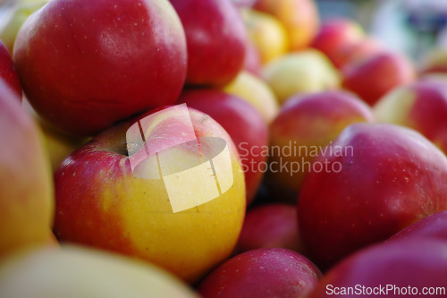 Image of Healthy, nutrition and natural apples from farm, closeup and fruit for vitamins, eating and harvest. Summer, fall and green in rural environment in countryside of garden, orchard and fiber for food